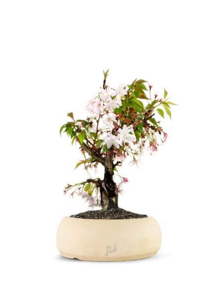 bonsai ciliegio vendita online.